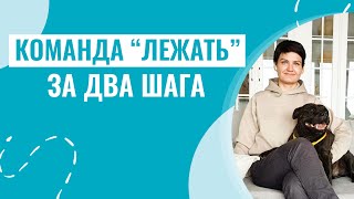 Как научить собаку команде “Лежать” САМЫЕ ЭФФЕКТИВНЫЕ МЕТОДЫ обучения [upl. by Jacey989]