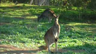 Australian Fauna [upl. by Tareyn]