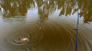 Float fishing For Big Carp With Corn [upl. by Hillard]