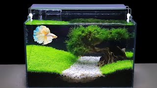 How To Grow Aquatic Plants in Aquarium Amazing Diy Aquascape For Betta Fish No Co2 Have Filter 119 [upl. by Elleynad]