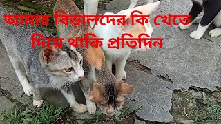 কবে থেকেশুরু করেছিলাম বিড়াল পোষা কেনো বিড়াল ছাড়া আমার কিছুই ভালো লাগেনা ওদের কি খেতে দিয়ে থাকি [upl. by Haidedej]