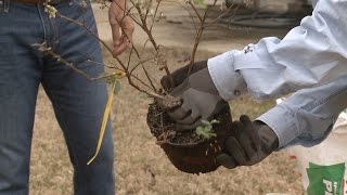 Planting Blueberries – Family Plot [upl. by Pulcheria]