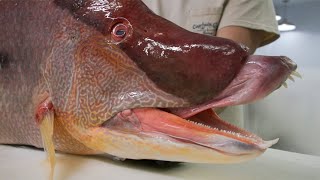 The Weight of this Massive Hogfish will BLOW YOUR MIND [upl. by Noelle376]