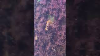 Dwarf Seahorses Eating Copepods from Aquarium Back Wall [upl. by Joe]