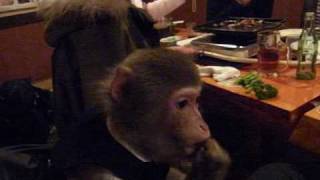 Japan Monkey Theme Resturant  かやぶき さる れすとらん [upl. by Dleifxam]