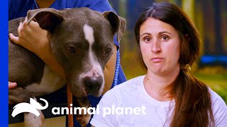 Dog Gets Heartworms Before Being Adopted  Pit Bulls amp Parolees [upl. by Merci]