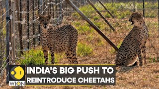 South African Cheetahs to roam in India soon SAIndia sign deal to translocate over 100 Cheetahs [upl. by Fineberg576]