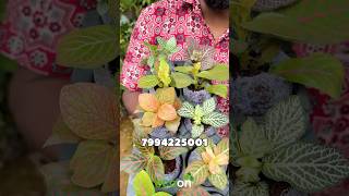 Fittonia and Bigonia Combo 7994225001 gardening ecogarden garden plants [upl. by Vena]