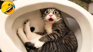 CATS you will remember and LAUGH all day 😂Funny Cats Videos 2023 [upl. by Durwin]