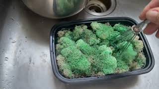 Easy way to color preserve moss [upl. by Glass]