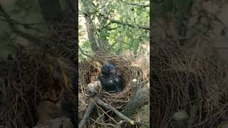 Wild babbler bird babies P 15 [upl. by Adnorrehs]