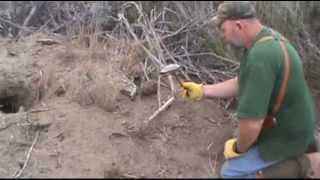 Coyote Flat Set how to trap more coyotes with a shell [upl. by Adierf]