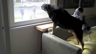 Dogs Barking At Mailman [upl. by Aili]