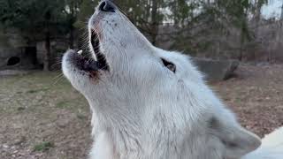 Beautiful Wolf Howls During a Winter Sunset [upl. by Orofselet]