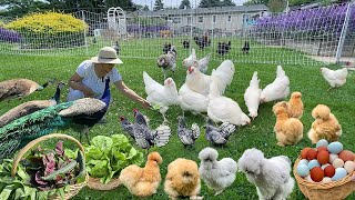 Effective Strategies for Organic Chicken Keeping Fly amp Wild Bird Control Garden Harvest amp Cook [upl. by Westbrook491]