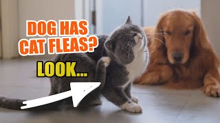 🐶🐱 ¿WHAT if my DOG has CAT FLEAS [upl. by Enovad478]