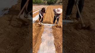 The wisdom of the working people  techniques for covering corn fields with film [upl. by Stoeber]