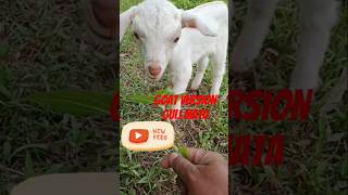 Goat Version of Guli Mata ❤️ shorts trendingshorts [upl. by Afesoj279]