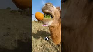 Camels Eating Cactus Explained Shorts [upl. by Nolan]