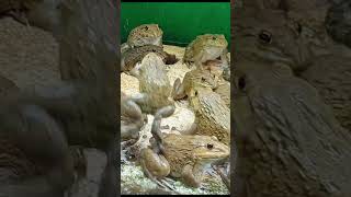 Master Frog Care in Just 5 Minutes a Day 12 [upl. by Clothilde]