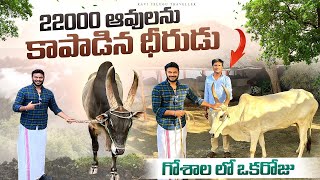 Tamil Village Lifestyle  Cow Farms  గోశాల లో ఒక రోజు  22000 Cows saved Ravitelugutraveller [upl. by Clare765]