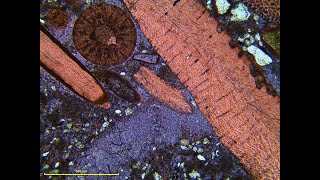 DIY Thin Sections of Rocks and Minerals [upl. by Nirda]