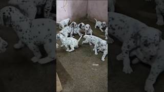 Dalmatian Puppies Available  More Details On My Descriptiontrendingshortstrendingdalmatiandog [upl. by Yllil]