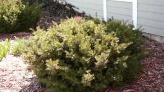 Pruning Evergreen Shrubs to Maintain Natural Form [upl. by Dore]