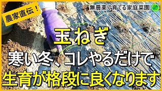 【玉ねぎ栽培】少しでも大きくするためにやるべき防寒・防霜対策【有機農家直伝！無農薬で育てる家庭菜園】 241121 [upl. by Aseena]