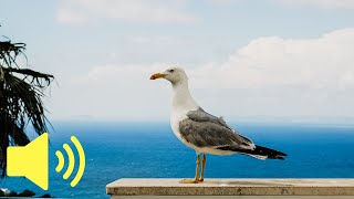 What does a Seagull sound like Seagull Bird Sound  Animal Sounds [upl. by Ruvolo]