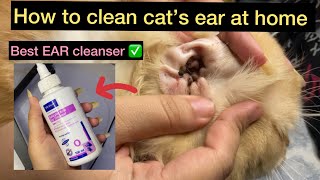 How to clean cat’s ear at home  virbac salicylic acid ear cleanser  best ear Cleanser for cats [upl. by Kavanaugh]