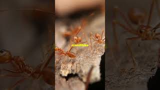 Animals curiosities Ants Perform Surgeries antbehavior insectsworld amazingnature antlife [upl. by Louisa909]