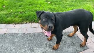 Axel Rottweiler pup has mastered Fetch [upl. by Anana]