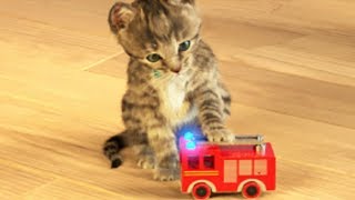 Little Kitten My Favorite Cat  Play Fun Cute Kitten Pet Care Mini Games For Children [upl. by Akerehs]