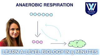 Anaerobic respiration  Learn ALevel Biology in 5 minutes  AQA OCR Edexcel WJEC [upl. by Kuebbing40]