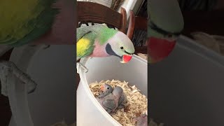 Parrot Loves on Baby Parakeets  ViralHog [upl. by Ally]