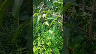 Costus plants short viral plants [upl. by Particia]