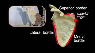 Scapula  Anatomy Tutorial [upl. by Coussoule9]