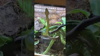 EMERALD TREE BOA Snake [upl. by Bearnard935]