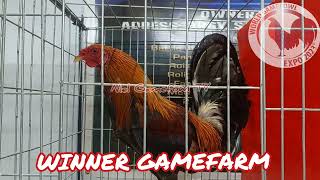 World Gamefowl Expo 2023 WINNER GAMEFARM amp JRA FARM [upl. by Egwan336]