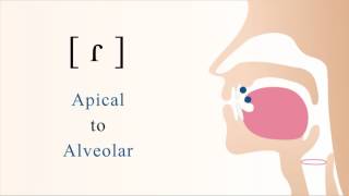 ɾ  voiced apical alveolar tap [upl. by Bale]