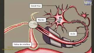 PROPAGACION DE UN IMPULSO NERVIOSO REPRESENTACION ANIMADA BIEN EXPLICADA [upl. by Alberik674]