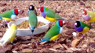 Stunning Lady Gouldian Finches feeding [upl. by Nooj]