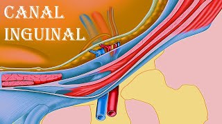 CANAL INGUINAL [upl. by Noreen516]