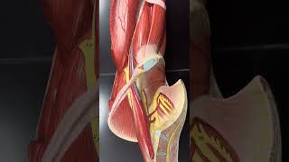 Nerves of the lower limb Biology 2401 [upl. by Dunson]