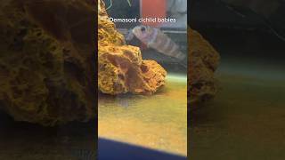 Demasoni Cichlids with Babies Mbuna Breeding [upl. by Crellen]