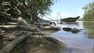 EXCOECARIA AGALLOCHA  GEOYA  গেওয়া  MANGROVE EPISODE 10SUNDARBAN [upl. by Anaert]