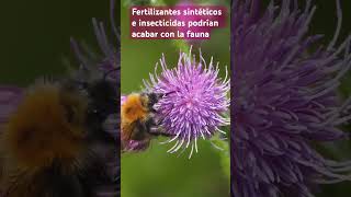 Fertilizantes e insecticidas sintéticos podrían acabar con la fauna [upl. by Lyons]