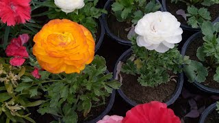 How To Grow Ranunculus From SeedsWinter FlowerUrduPart2 [upl. by Silisav]