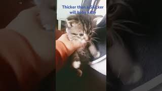 Thicker than a Snicker part 2 snicker  kittythickerthanasnicker [upl. by Inanuah]